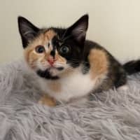 Photo of Miss Maples