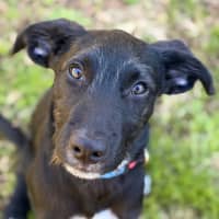 Photo of Wilbur