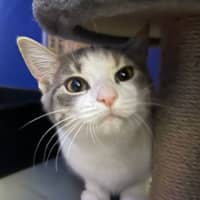 Photo of Minty