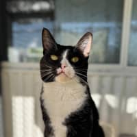 Photo of Maow Maow