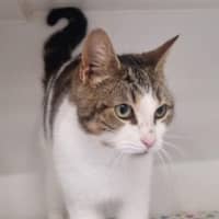 Photo of Pearl