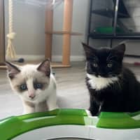 Photo of Possum 🩵🐟