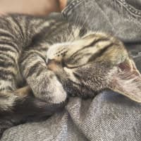 Photo of Fennel