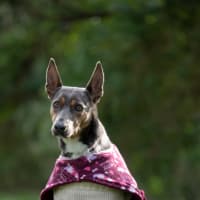 Photo of Daisy