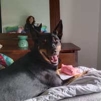 Photo of Molly 🥇 4yo Kelpie (On Hold)