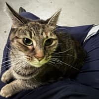 Photo of Delilah 