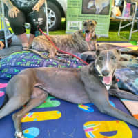 Photo of Mia The Greyhound