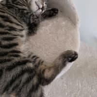 Photo of Zoodle
