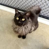 Photo of Nova