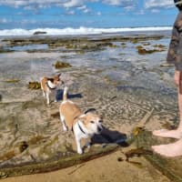 Photo of Willow & Chico