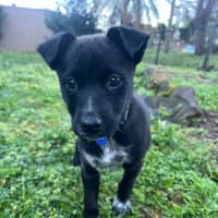 Photo of River   8 Week Old Kelpie X