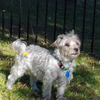Photo of Bandit