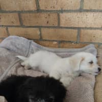 Photo of Billy The Kid