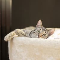 Photo of Tiggs