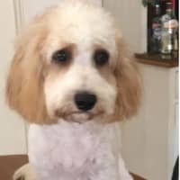 Photo of Leo And Beanz