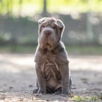 Photo of Olive