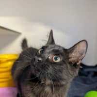 Photo of Karma (Nessa)