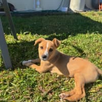 Photo of Maple