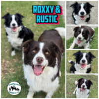 Photo of Roxxy & Rustic 
