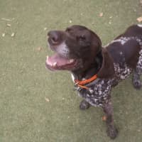 Photo of Hunter