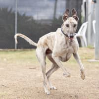 Photo of Ghost
