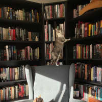 Photo of Banksia 🌺💐🌸