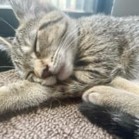 Photo of Evie