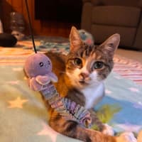 Photo of Moe   Located In Brunswick West