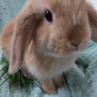 Photo of Ginger Fluff