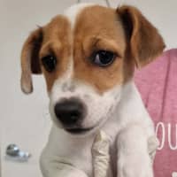 Photo of Honey
