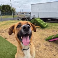 Photo of Ace (67974)