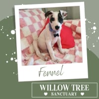 Photo of Fennel