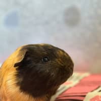 Photo of Gerald 