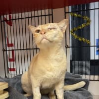 Photo of Goose