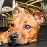 Photo of Lilly (Was Lolly)