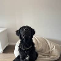 Photo of Kozzy