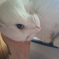 Photo of Old Man Grey
