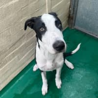 Photo of Ace (65711)