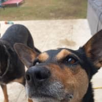 Photo of Rocky & Max   8 & 6 Year Old Kelpies