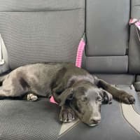 Photo of Gracie