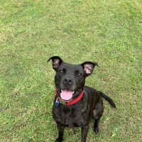 Photo of Koda