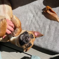 Photo of Arlo