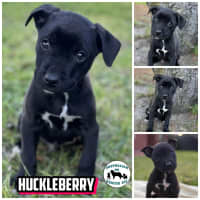 Photo of Huckleberry 