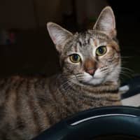 Photo of June Bug   Available At Pet Quarters Belmont