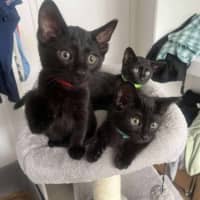 Photo of Baloo