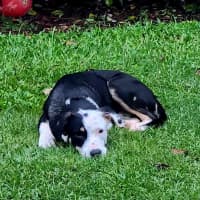 Photo of Flip
