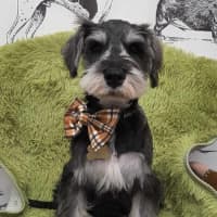 Photo of Tizzee