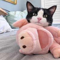 Photo of Benji