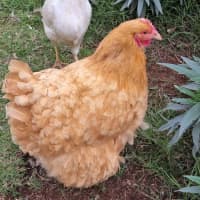 Photo of Stevie Chicks, Lady Clucka And Sheryl Crow