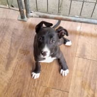 Photo of Jazz